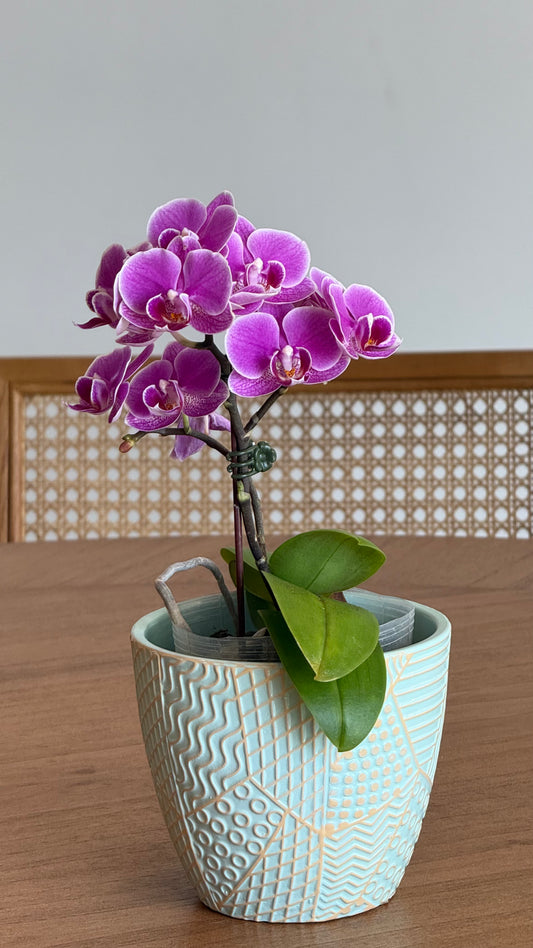 Grace Orchid