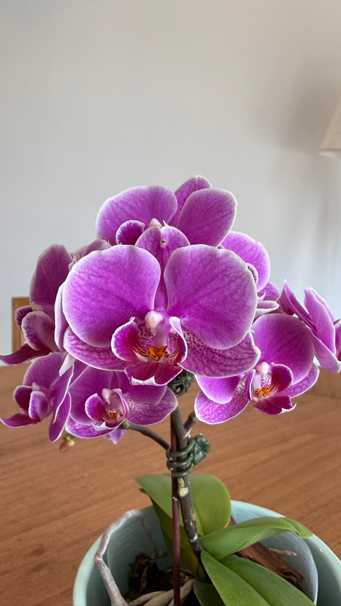 Grace Orchid