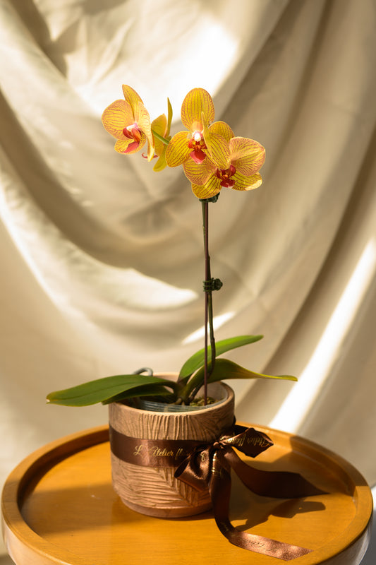 Grace Orchid