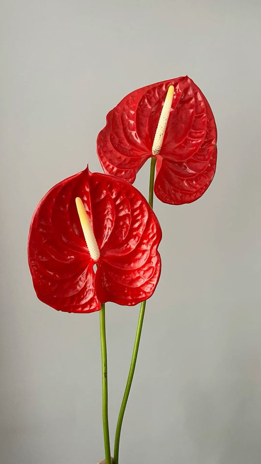 Red Composition Bouquet