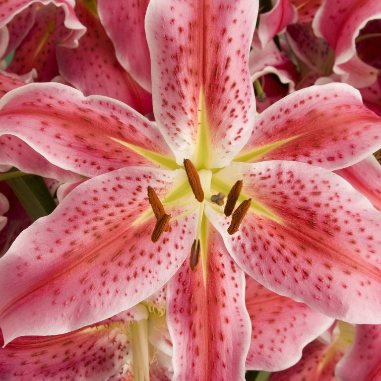 Lily in the Valley Bouquet