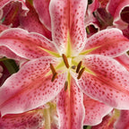 Lily in the Valley Bouquet