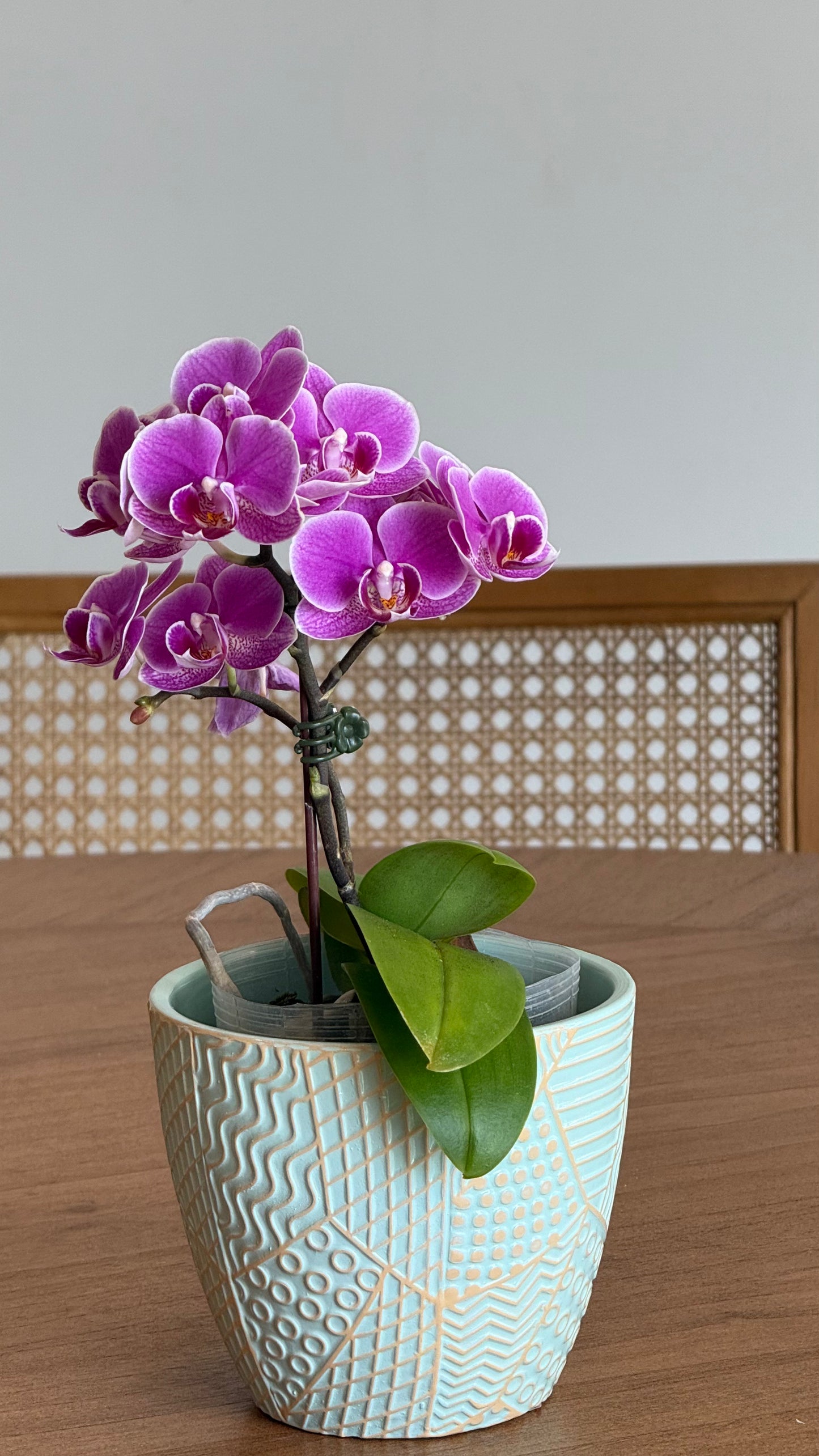 Grace Orchid