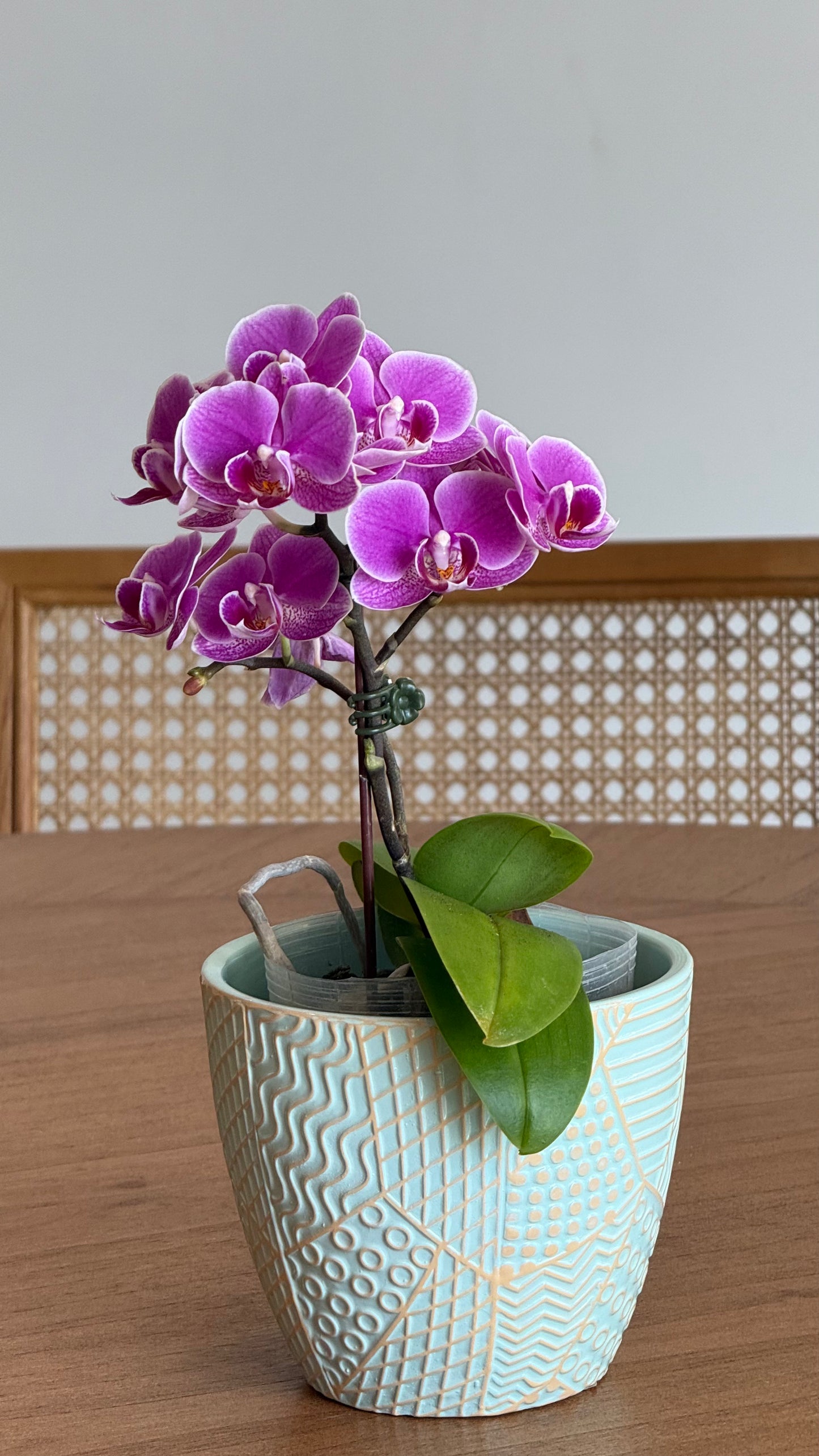 Grace Orchid