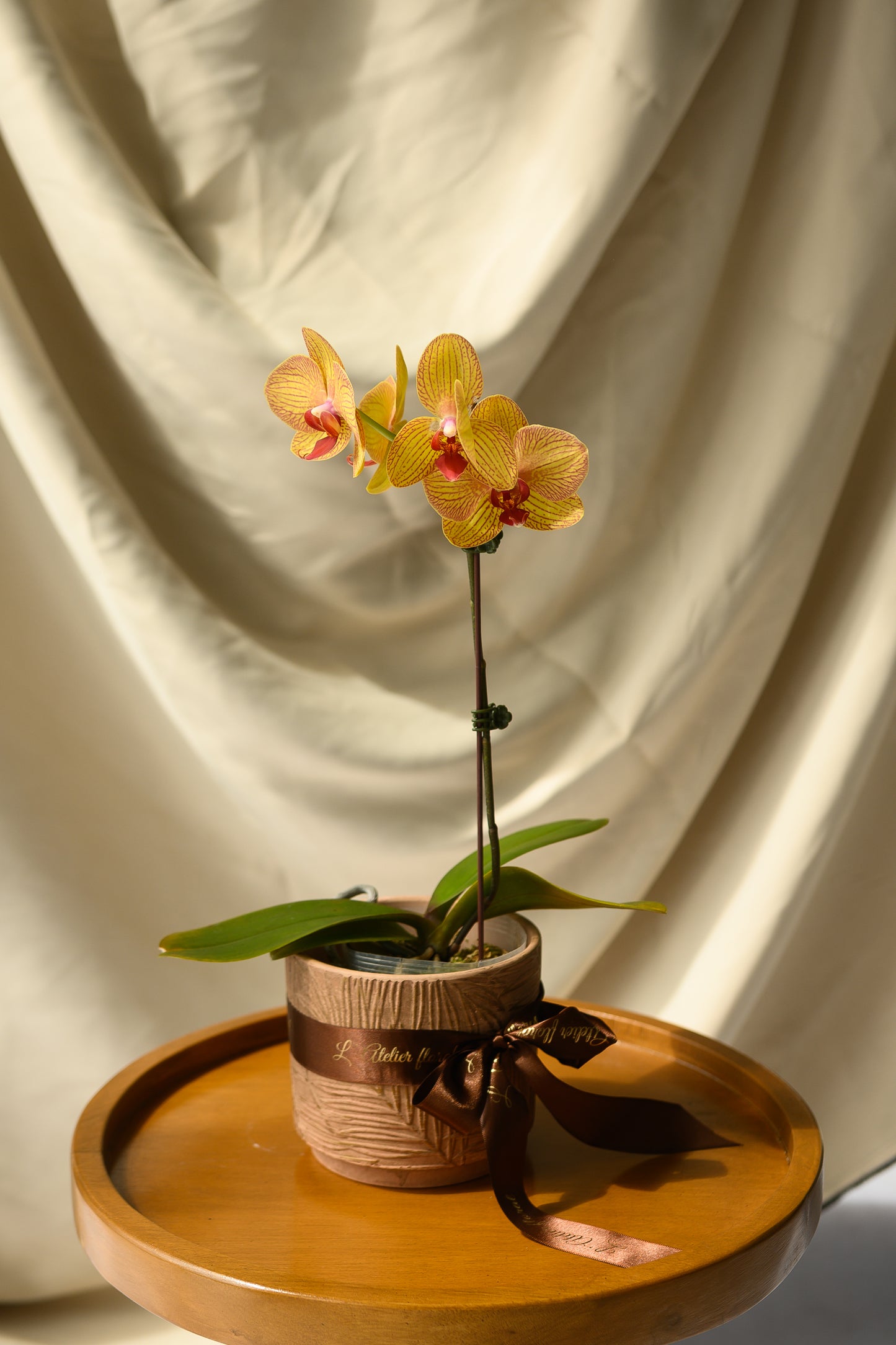 Grace Orchid