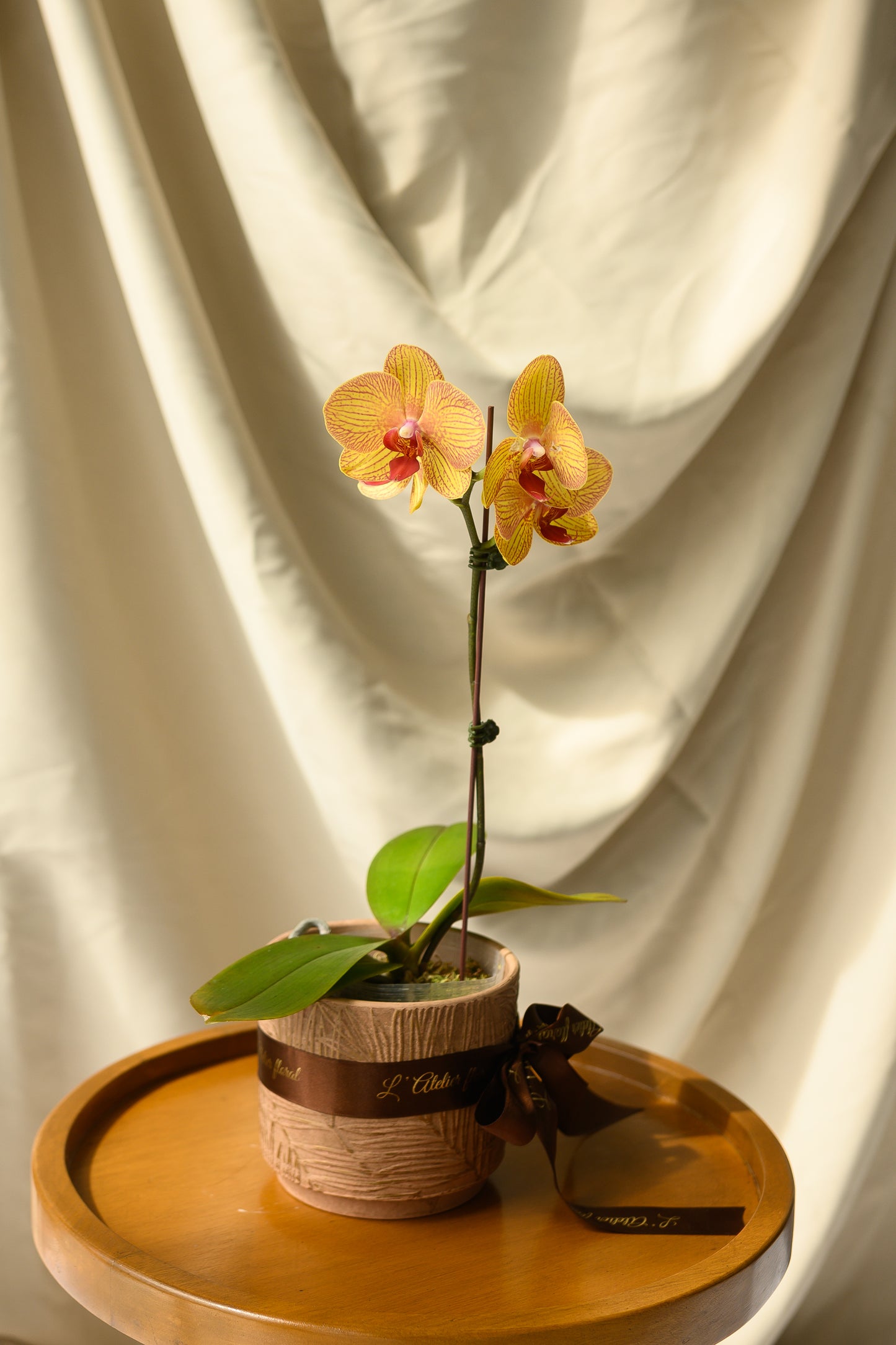 Grace Orchid